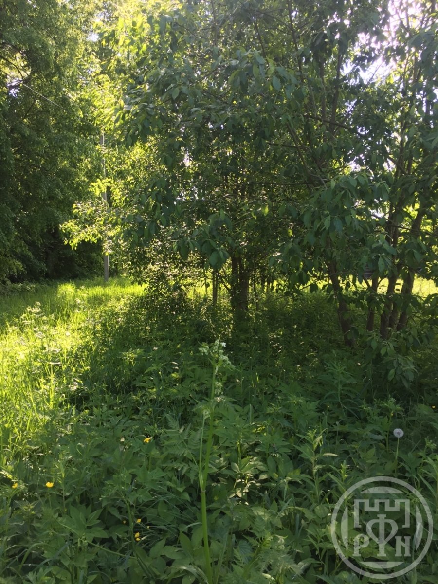 Продажа участка, Калищи, Калищи дер. Продажа участка, Калищи, Калищи дер.