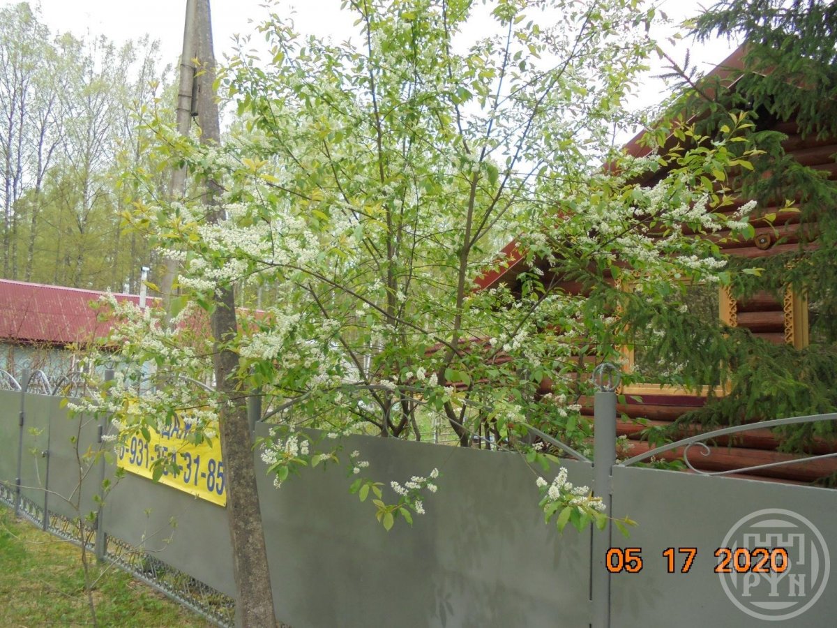 Продажа дома, 60м <sup>2</sup>, 15 сот., Новгородская, Центральная ул., д 2 Продажа дома, 60м <sup>2</sup>, 15 сот., Новгородская, Центральная ул., д 2