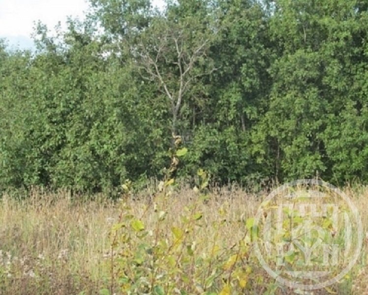 Продажа участка, Гостилицы, Гостилицы дер. Продажа участка, Гостилицы, Гостилицы дер.