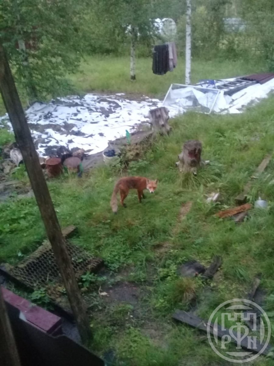 Продажа участка, Ленинградская, Чаща массив Продажа участка, Ленинградская, Чаща массив