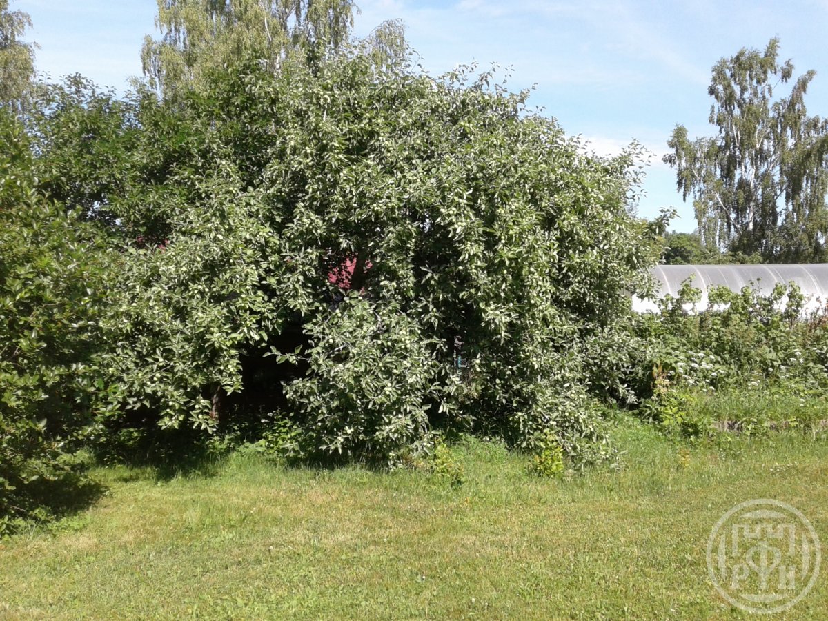 Продажа дома, 19 сот., Замошье, Замошье дер. Продажа дома, 19 сот., Замошье, Замошье дер.