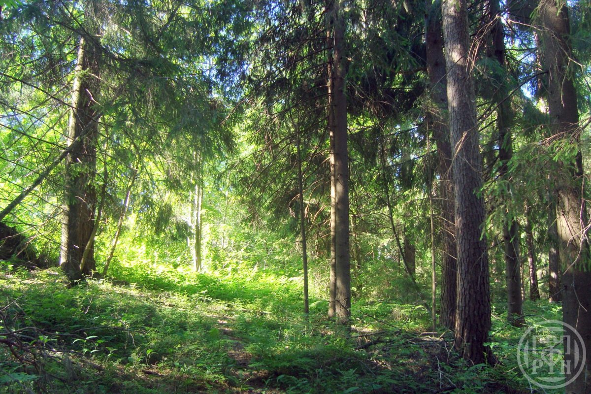 Продажа дома, 100м <sup>2</sup>, 9 сот., Ильичево, Луговая ул., д 9 Продажа дома, 100м <sup>2</sup>, 9 сот., Ильичево, Луговая ул., д 9