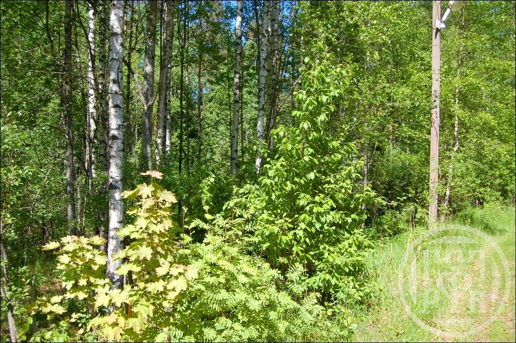 Продажа участка, Ленинградская, Озерное (п.Глубокое) снт. Продажа участка, Ленинградская, Озерное (п.Глубокое) снт.