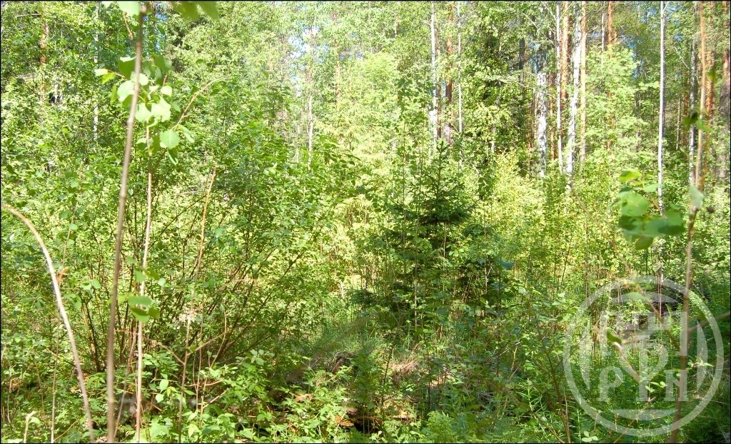 Продажа участка, Ленинградская, Озерное (п.Глубокое) снт. Продажа участка, Ленинградская, Озерное (п.Глубокое) снт.