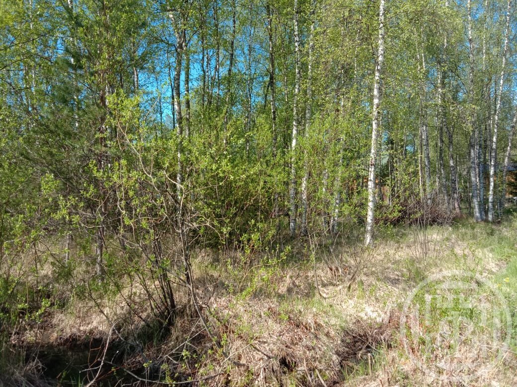 Продажа участка, Кузнечное, Кузнечное пос. Продажа участка, Кузнечное, Кузнечное пос.