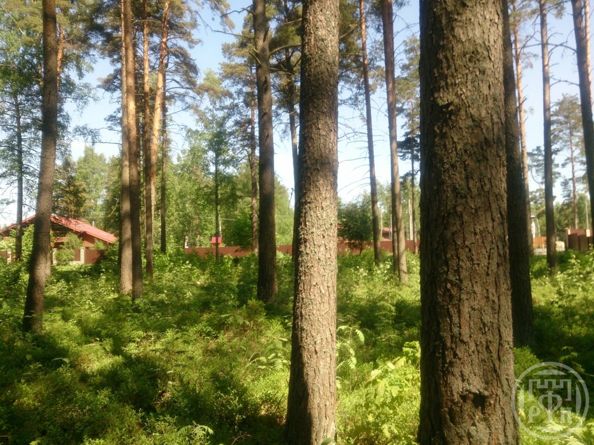 Продажа участка, Пески, Пески пос. Продажа участка, Пески, Пески пос.