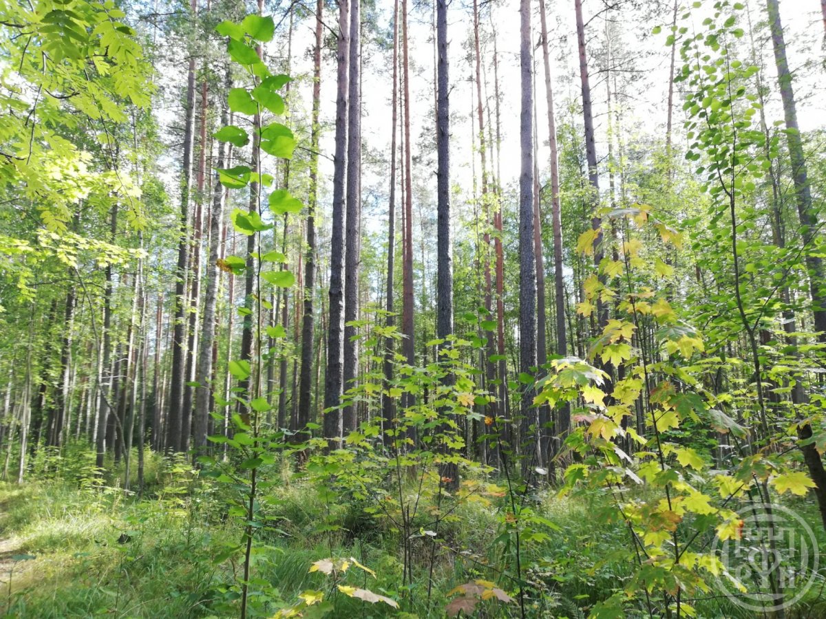 Продажа дома, 49м <sup>2</sup>, 13 сот., Ушково, Вокзальная ул., д 21 Продажа дома, 49м <sup>2</sup>, 13 сот., Ушково, Вокзальная ул., д 21