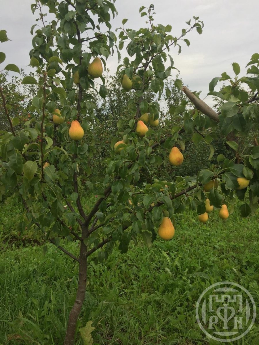Продажа участка, Войскорово, Заречная ул. Продажа участка, Войскорово, Заречная ул.