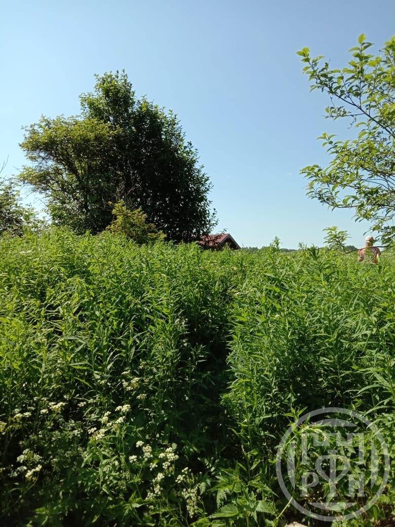 Продажа дома, 18м <sup>2</sup>, 25 сот., Васильево, Васильево дер. Продажа дома, 18м <sup>2</sup>, 25 сот., Васильево, Васильево дер.