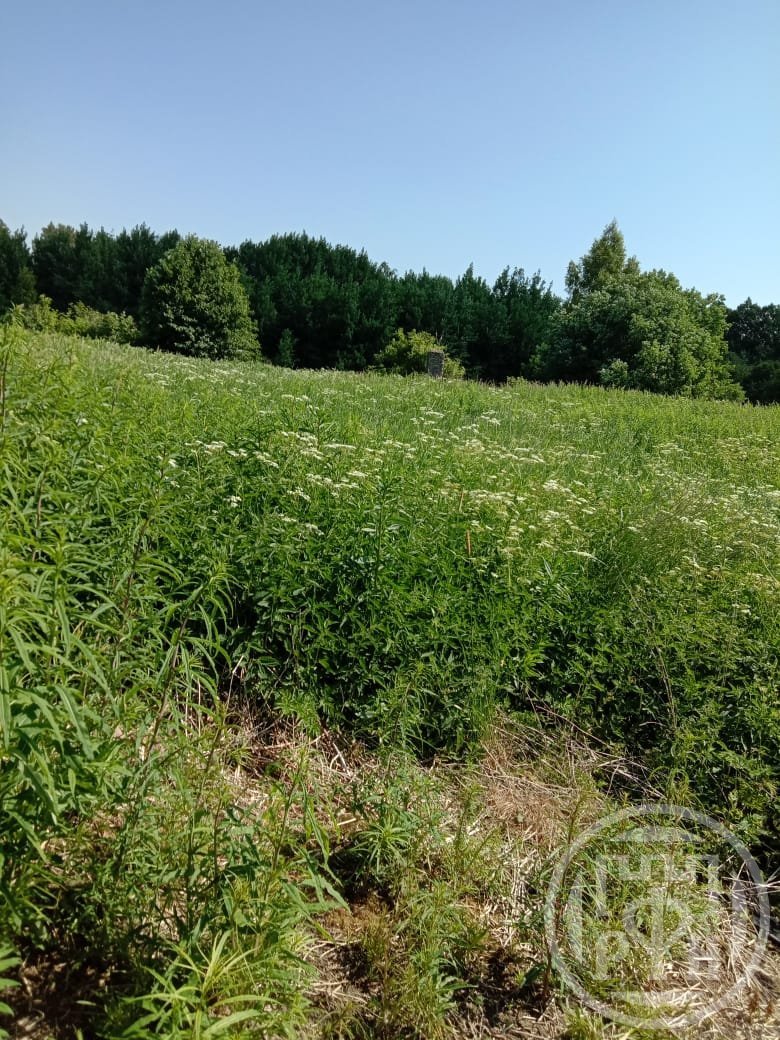 Продажа дома, 18м <sup>2</sup>, 25 сот., Васильево, Васильево дер. Продажа дома, 18м <sup>2</sup>, 25 сот., Васильево, Васильево дер.