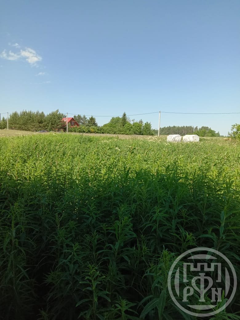 Продажа дома, 18м <sup>2</sup>, 25 сот., Васильево, Васильево дер. Продажа дома, 18м <sup>2</sup>, 25 сот., Васильево, Васильево дер.
