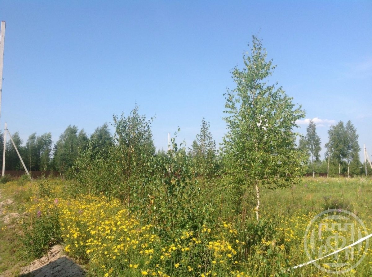 Продажа участка, Рахья, Рахья пос. Продажа участка, Рахья, Рахья пос.
