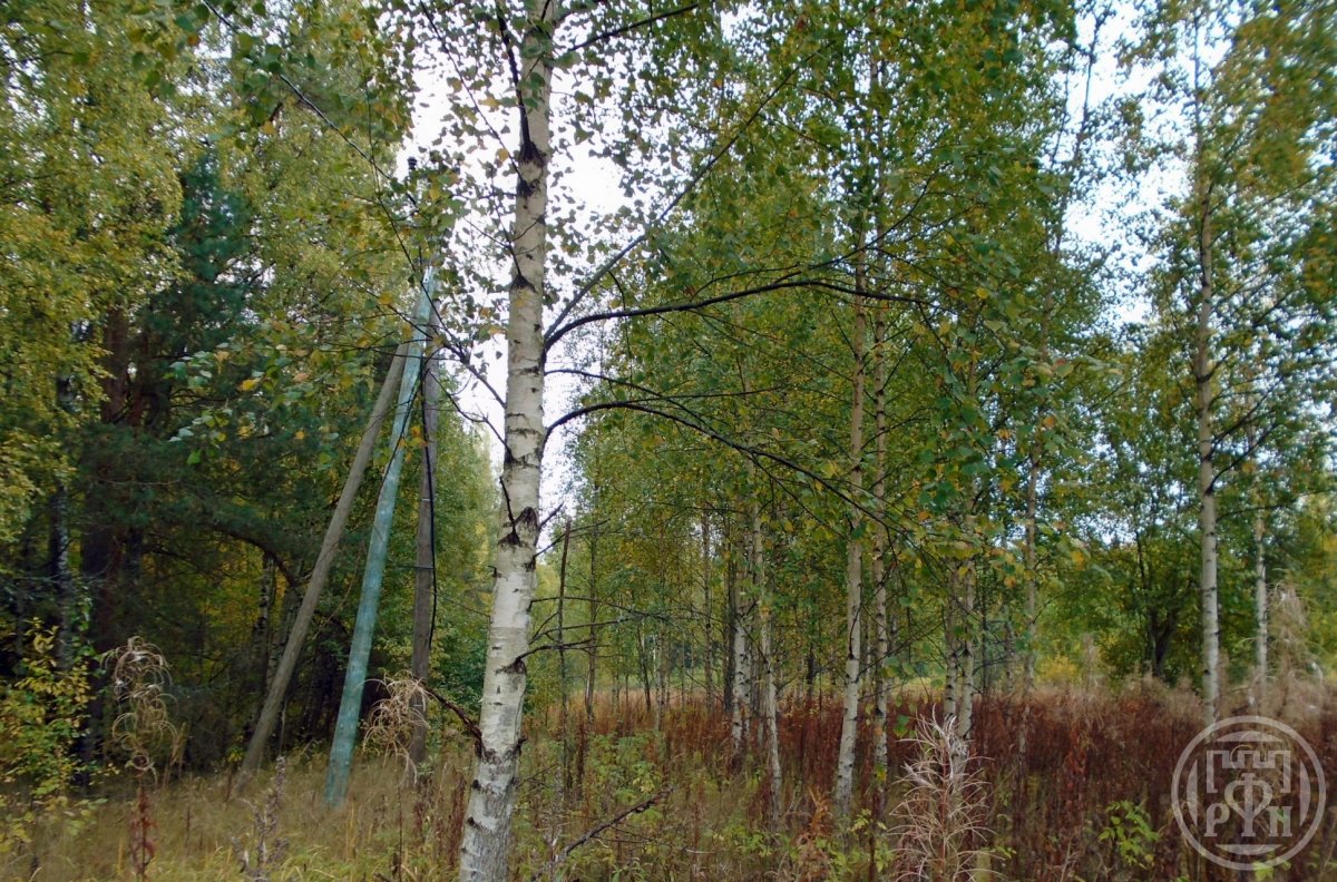 Продажа участка, Грибное, Грибное пос. Продажа участка, Грибное, Грибное пос.