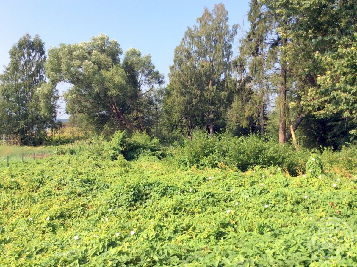 Продажа участка, Поляны, Поляны пос. Продажа участка, Поляны, Поляны пос.