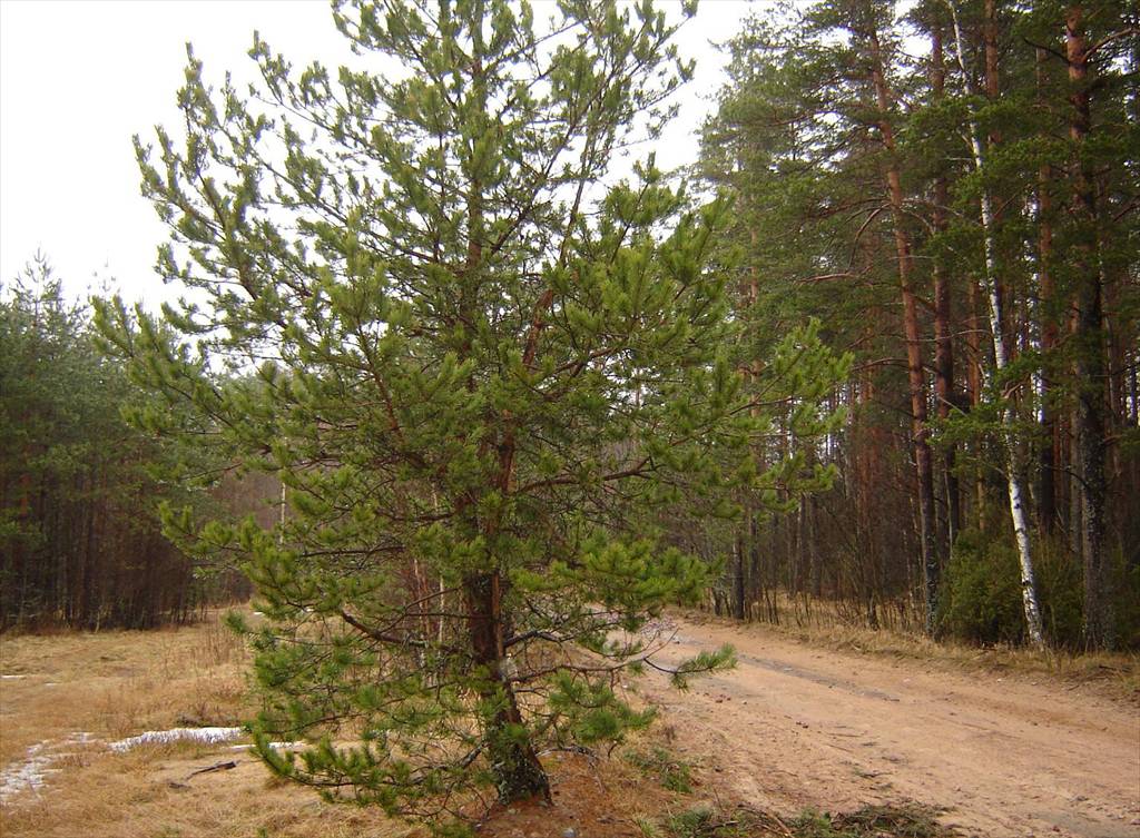 Продажа участка, Озерки, Озерки пос. Продажа участка, Озерки, Озерки пос.