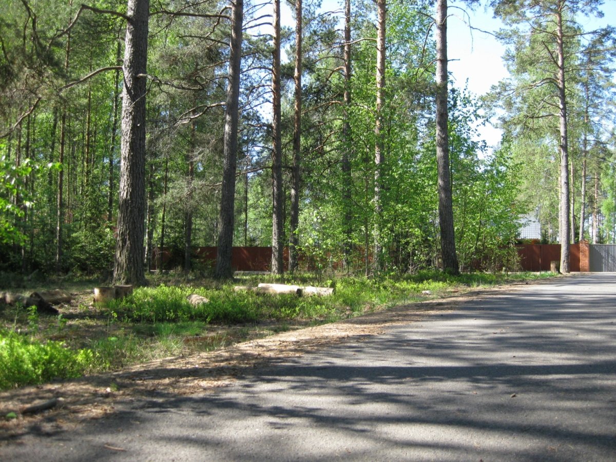 Поселок Ильичево Зеленогорск