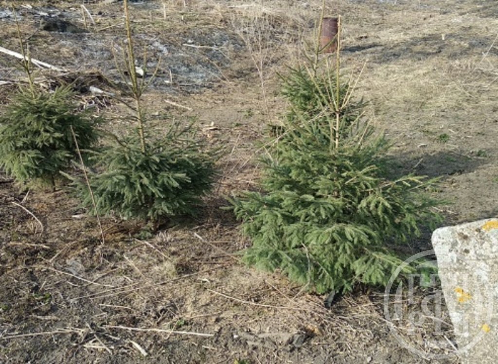 Продажа участка, Замошье, Замошье дер. Продажа участка, Замошье, Замошье дер.