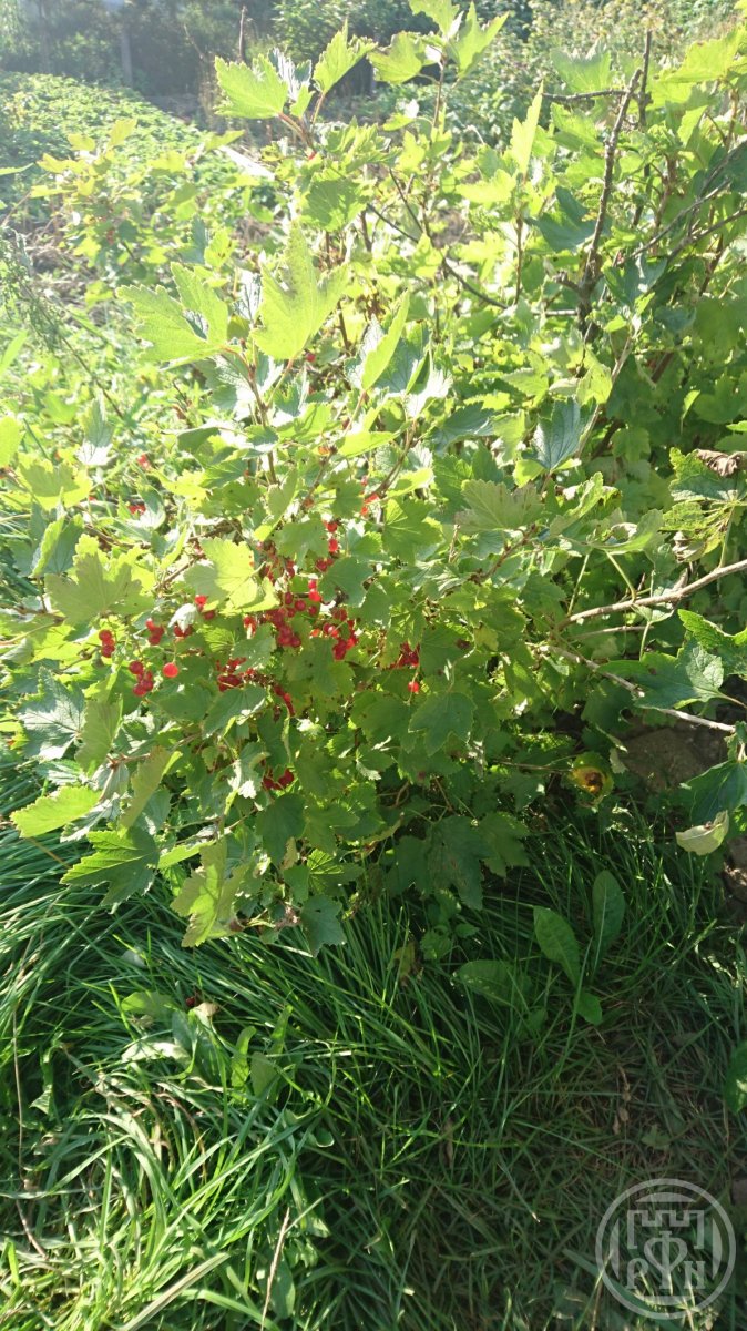 Продажа участка, Рутелицы, Рутелицы дер., д 12 Продажа участка, Рутелицы, Рутелицы дер., д 12