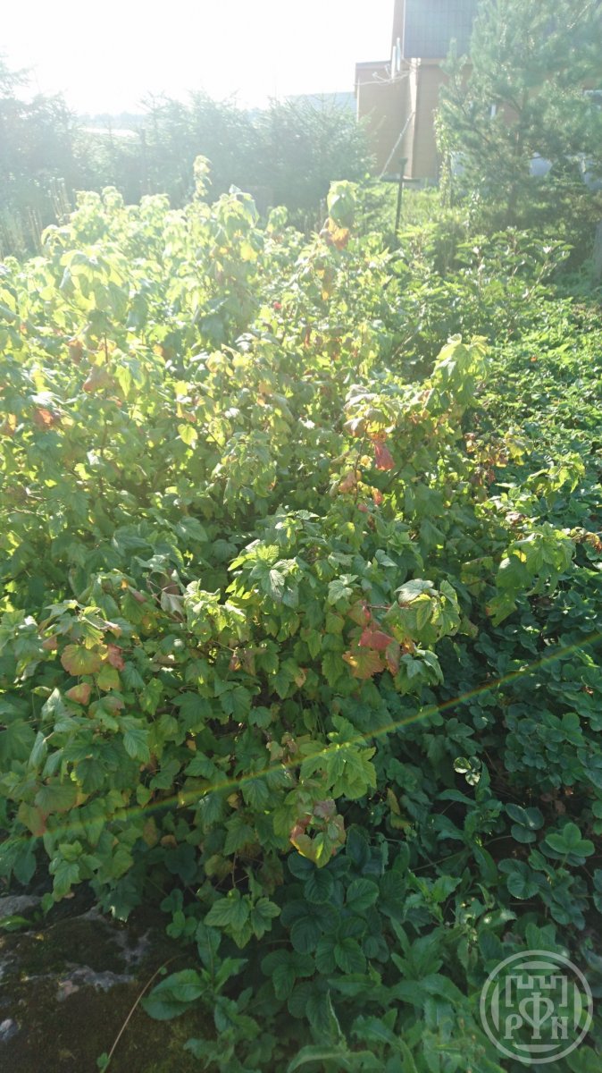 Продажа участка, Рутелицы, Рутелицы дер., д 12 Продажа участка, Рутелицы, Рутелицы дер., д 12