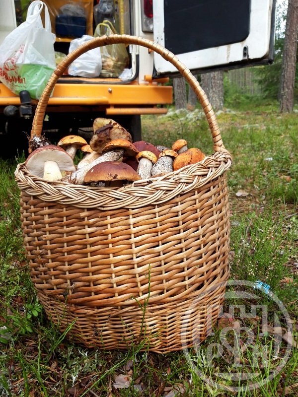 Продажа участка, Запесенье, Запесенье дер. Продажа участка, Запесенье, Запесенье дер.