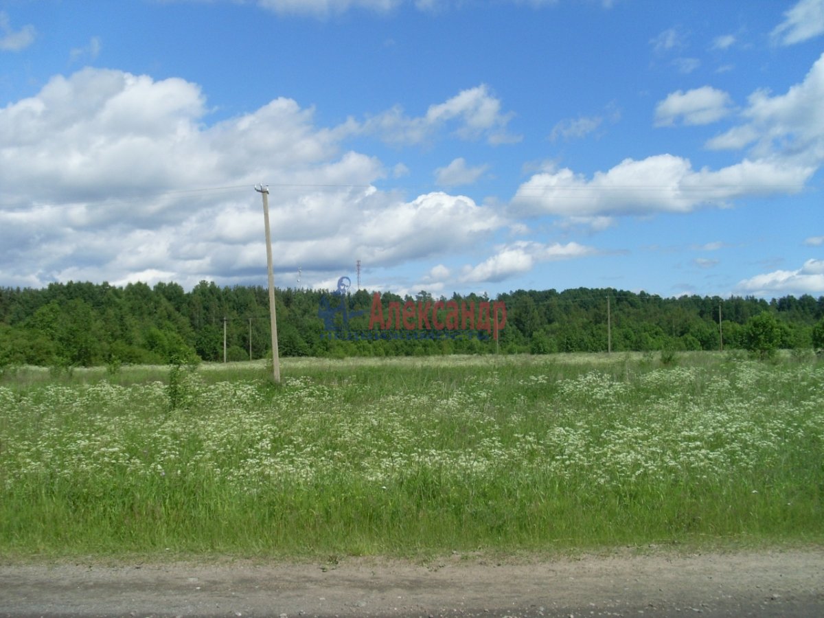 Ромашки в деревне. Поселок Ромашка Клин.