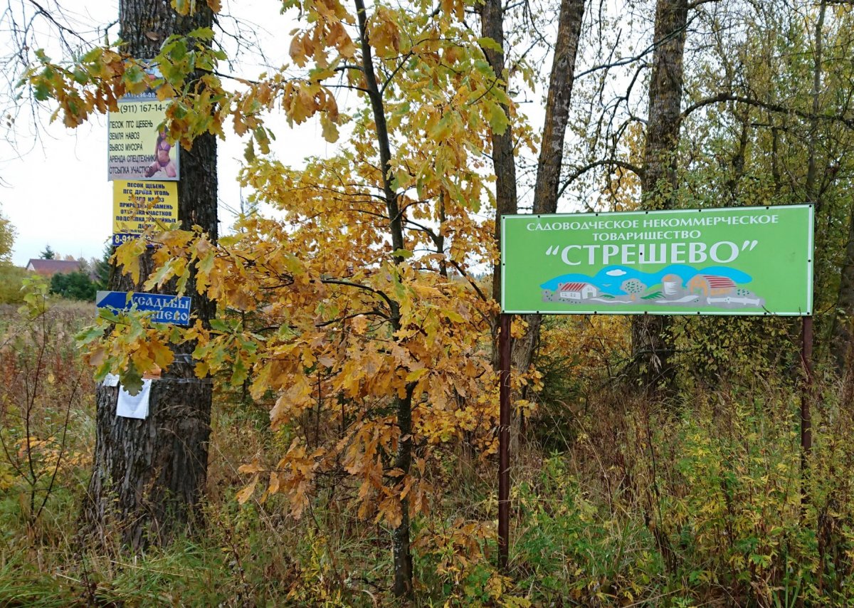 Луга Стрешево участки. Деревня Луги Ленинградской области. Стрешево Лужский район на карте. Озеро Стрешево Лужский район.