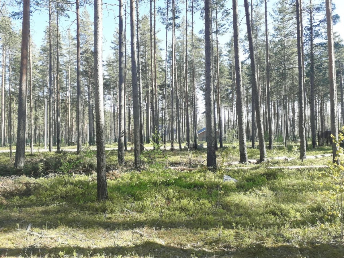 Купить Участок Песчаное Новгородский Район