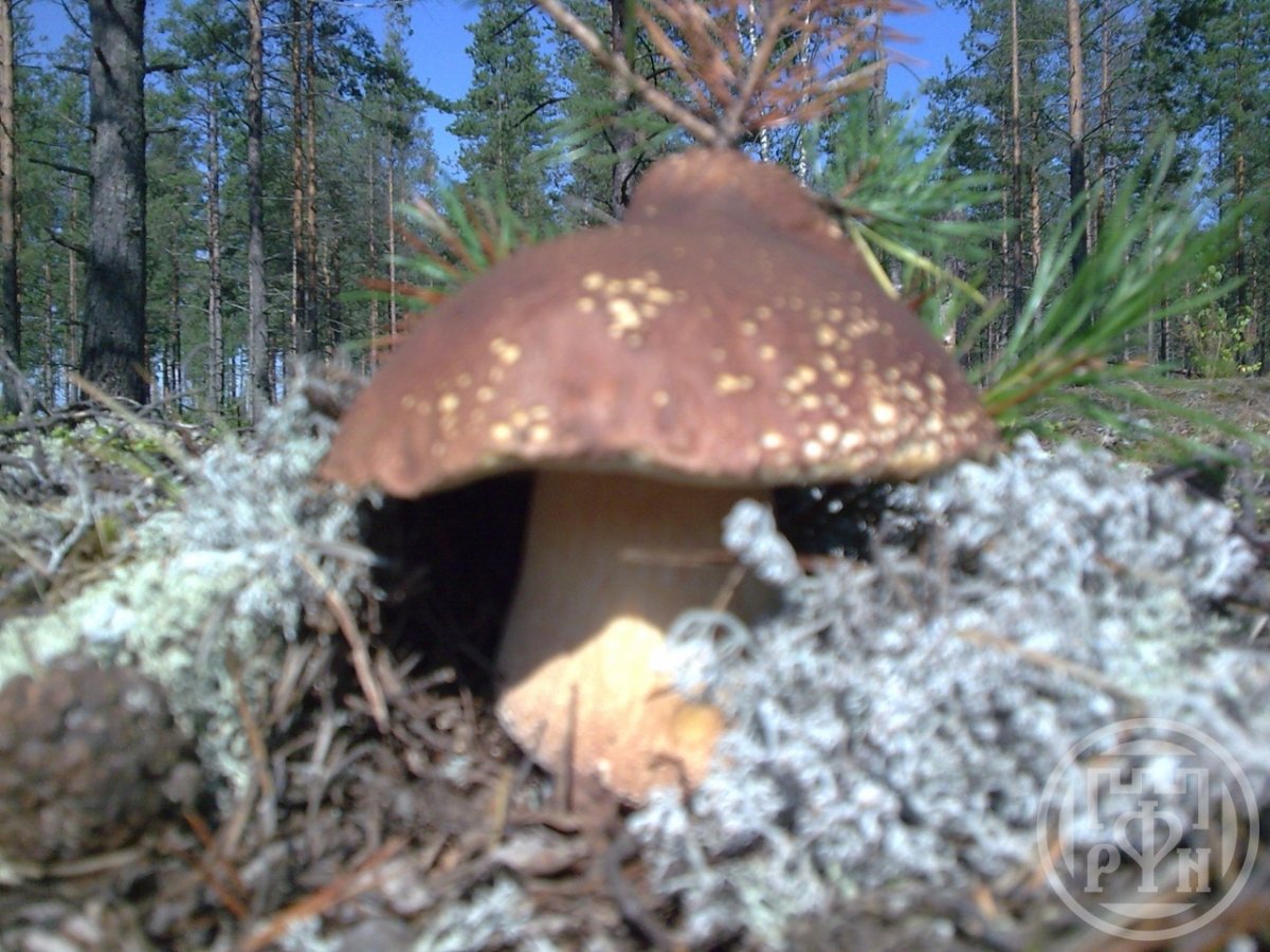 Купить Дом В Даймище Гатчинский Район