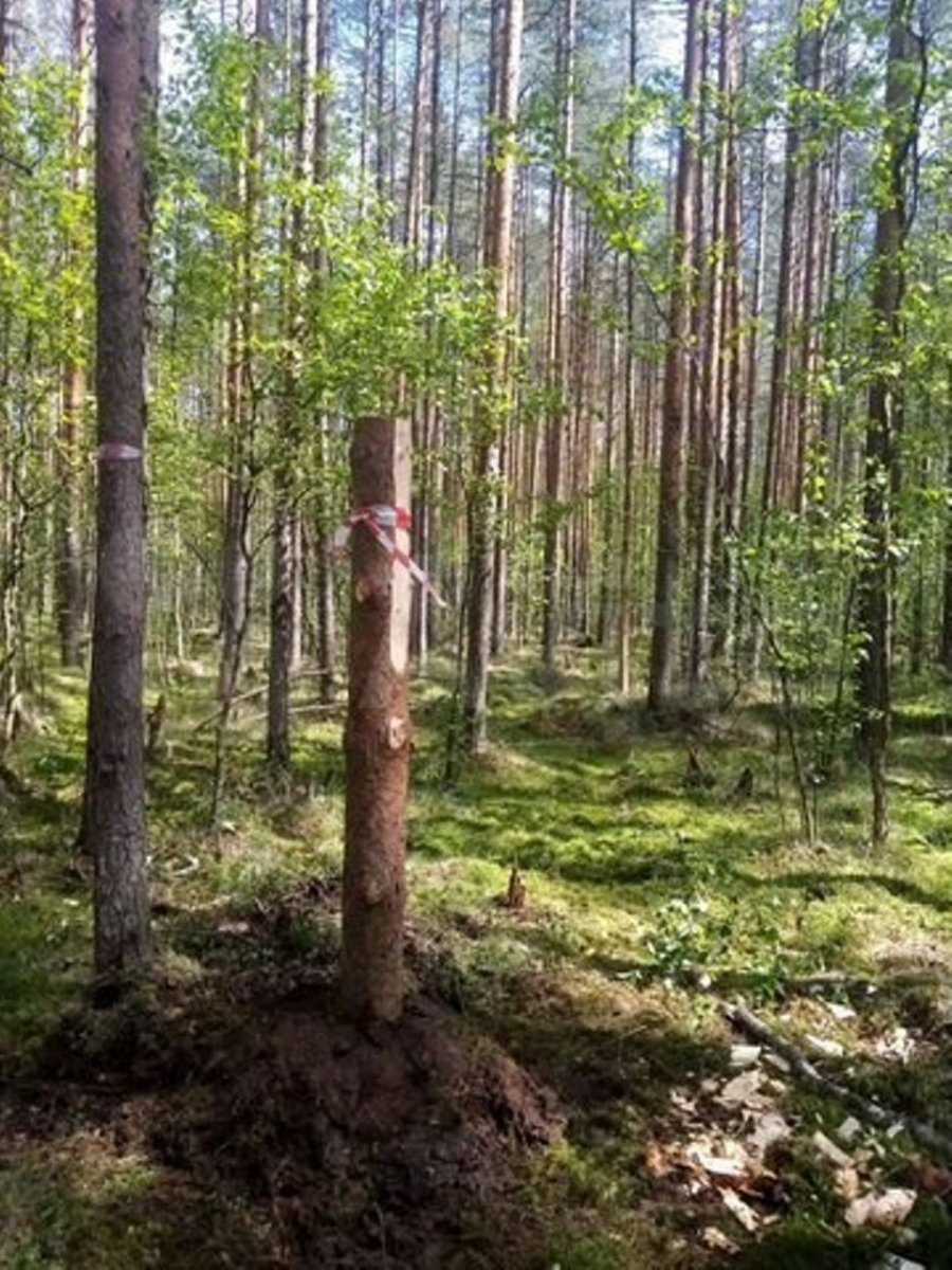 Мга участки. Мга Северная.