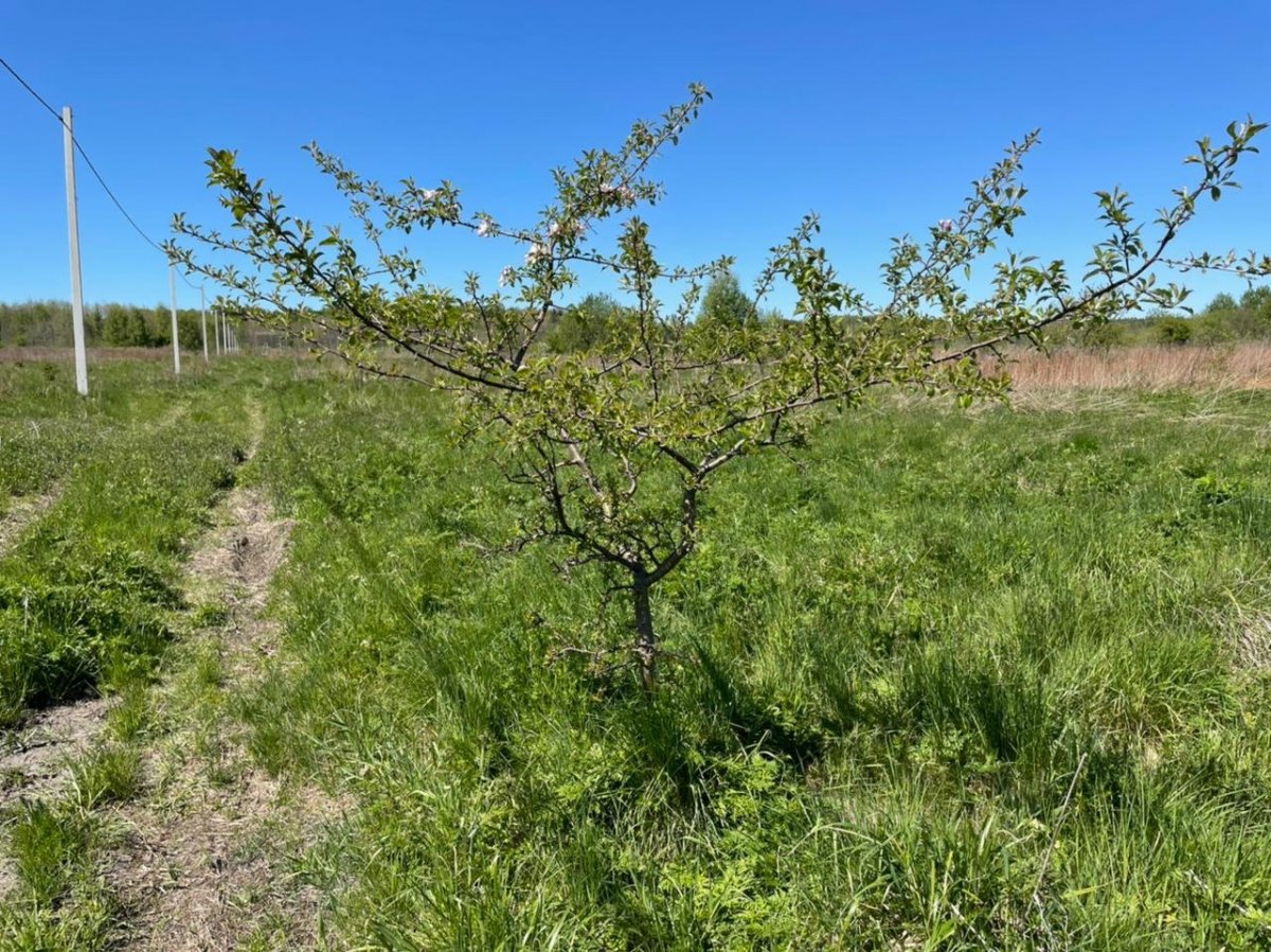 Продажа участка, Переславское, Переславское пос.