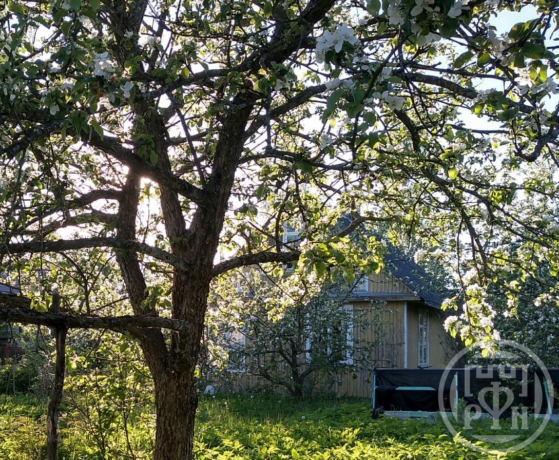 Купить Дом С Участком В Снт Невское