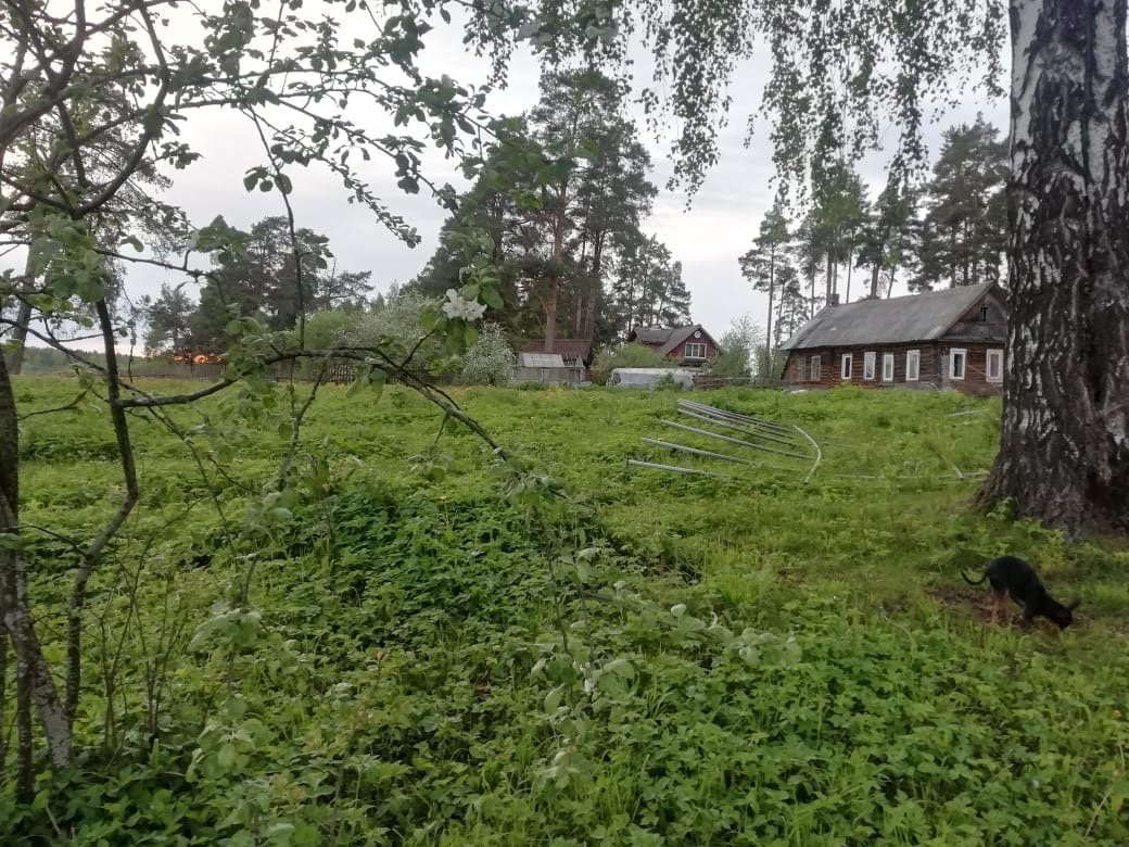 Деревня ванино. Деревня Ванино поле Лужский район. Ванино поле Лужский район.