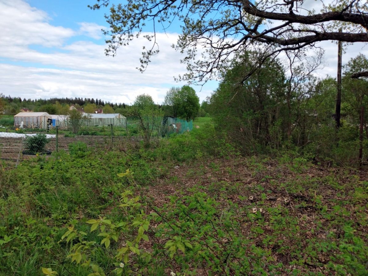 Погода в ленинградской лужки выборгского. Поселок Лужки Ростовская улица.