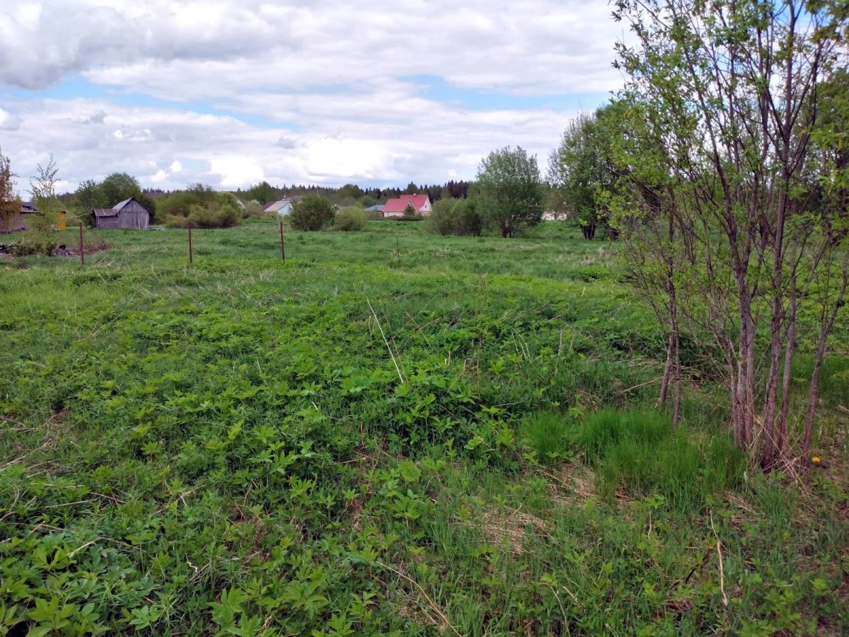 Погода в ленинградской лужки выборгского. Лужки Ленинградская область. Поселок Лужки Ростовская улица.