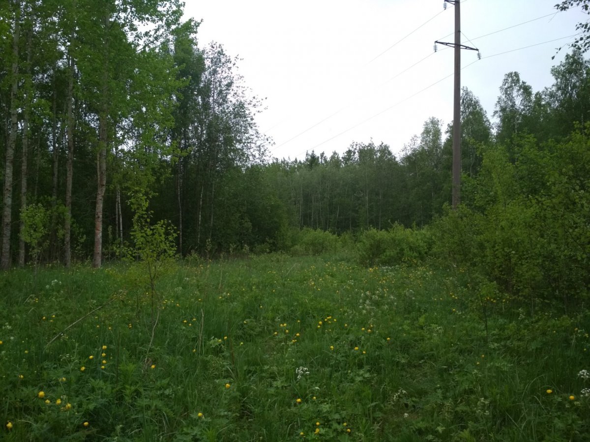 Купить Землю В Ленинградской Области Недорого Ижс