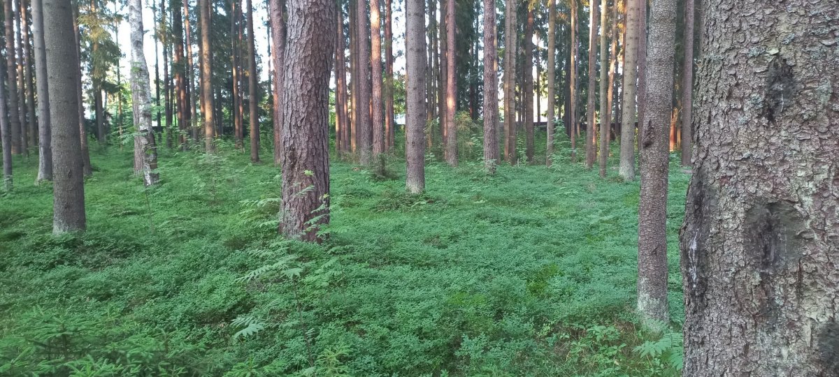 Купить Участок В Рощино Челябинской Области