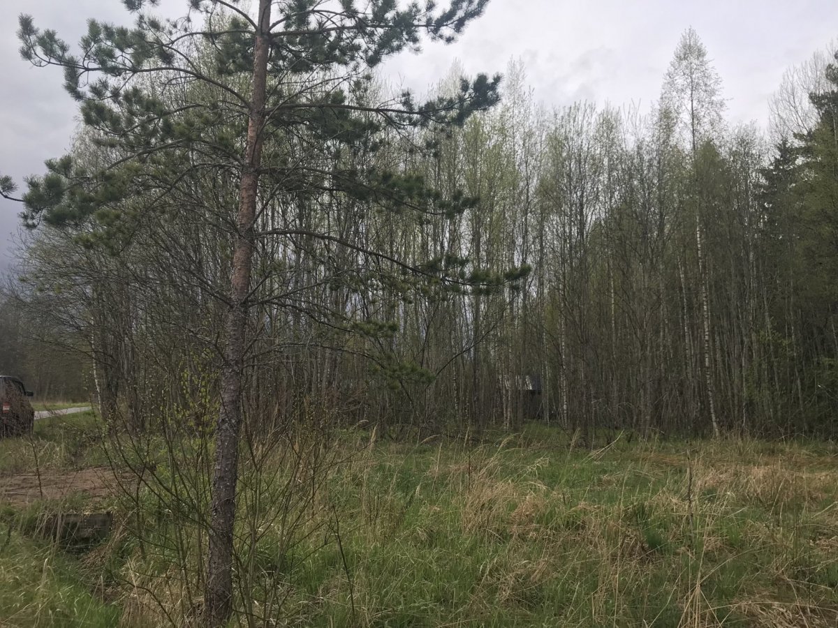 Участки в лужском районе. Островенка Лужский район. Островенка деревня в Лужском районе. Деревня Захонье Лужский район. СНТ Островенка.