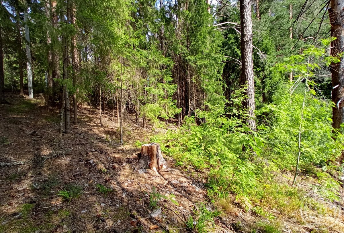 Купить Участок В Поселке Озерки