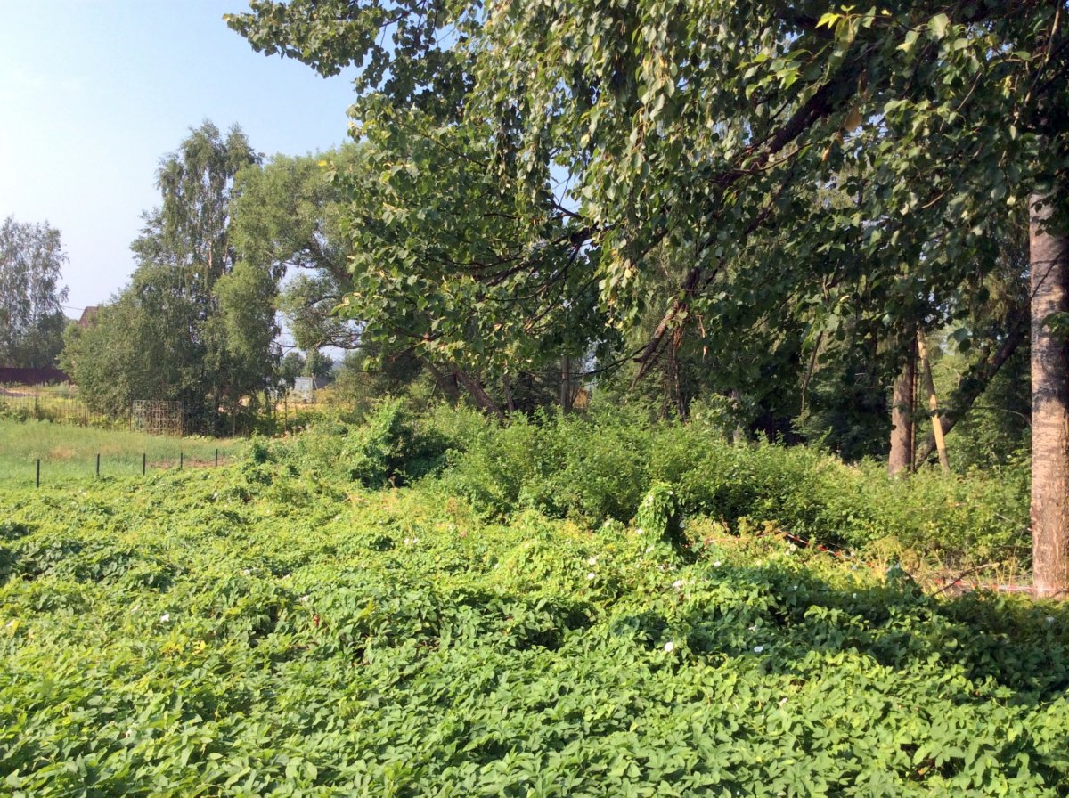 Купить Участок В Лесных Полянах