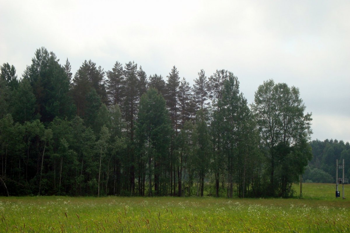 Климово ленинградская область выборгский. Климово лес. Правдино (Красносельское сельское поселение).