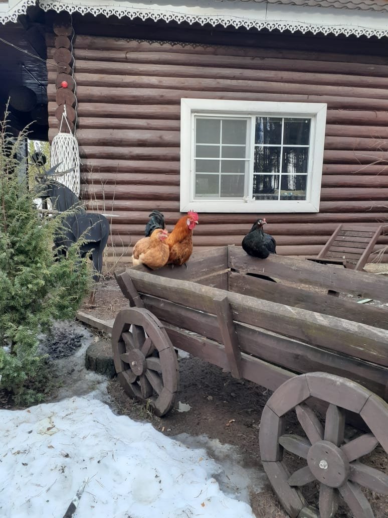 Купить Загородный дом 99 кв.м с участком 8 сот. в Печорский район Псковская  область (№290045)