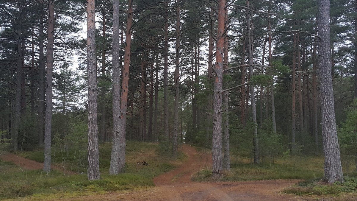 Озерки приморское городское поселение. Приморское шоссе поселок Озерки. Посёлок Озерки Ленинградская область.