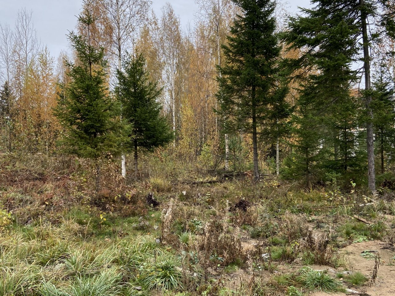 Купить Землю В Экопарке Агалатово В Спб